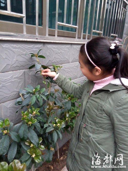 郭先生家结果的桂花树