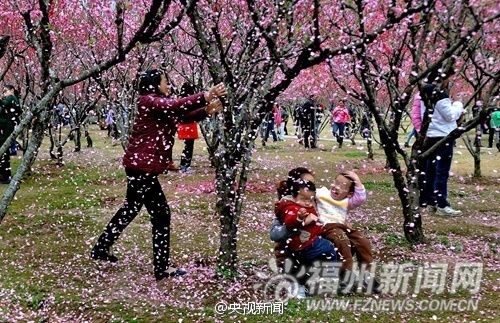 为取景拍照拼命摇桃花雨