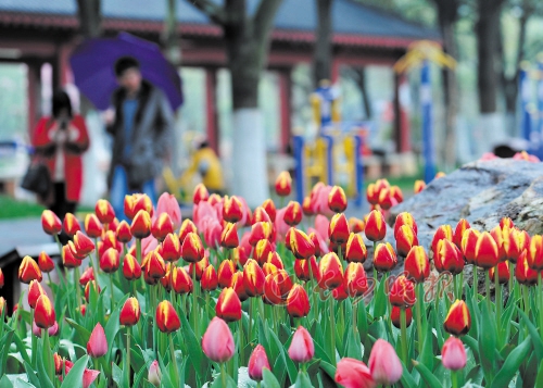 晓园公园 绽放的郁金香，令不少游客流连忘返。
