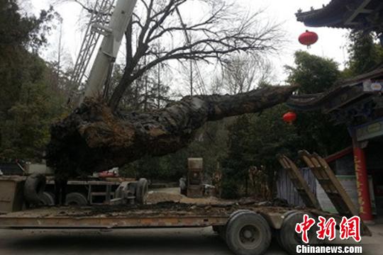 南鄭縣一建筑工地挖出“烏木”