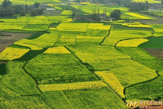 德阳三月花节多 游客可到广汉乘直升机高空赏
