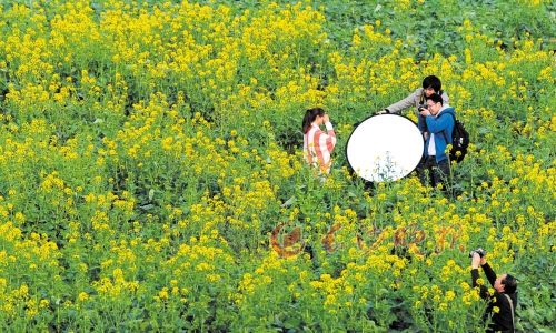 潇湘中路下方的河滩上，几名摄影爱好者在油菜花丛中进行摄影创作。