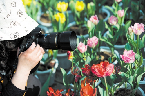 烈士公园 一位摄影爱好者正在捕捉“春色”。