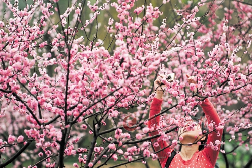 ↑橘子洲梅园中梅花盛放。粉红的花海中，一位市民正踮起脚拍摄这迷人的景致。