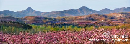 第四届沂水桃花节即将开幕 十大活动将扮靓全城_新浪山东_新浪网