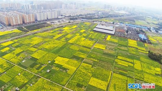 航拍成都：水泥丛林中的春天