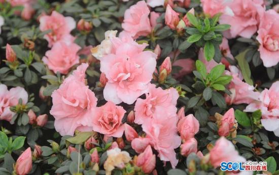 四川各地进入赏花季 民众赏花忙