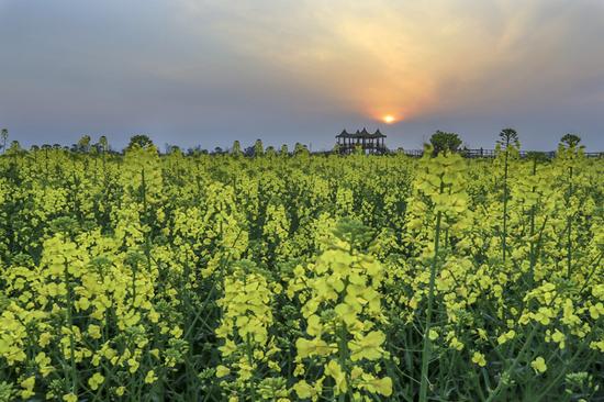 四川各地进入赏花季 民众赏花忙