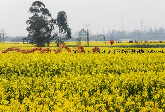 四川各地进入赏花季 民众赏花忙