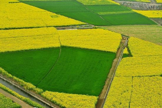 四川各地进入赏花季 民众赏花忙