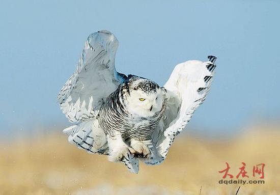 一只雪鸮现身黑龙江省大庆市林甸县