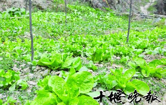 南山小区后山山坡被分割成一块块菜地