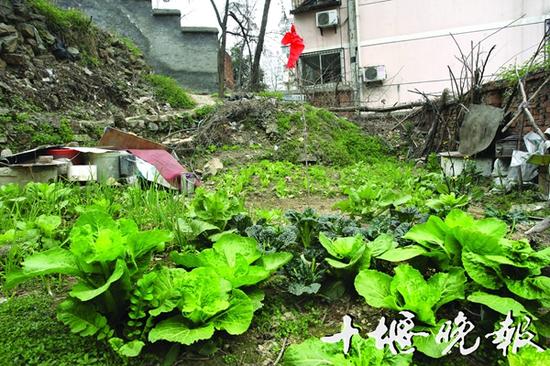 二中路一侧山坡上的菜地旁,有人还挖了蓄水池
