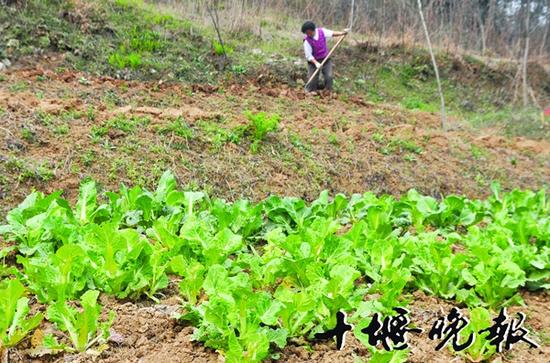销售处一号门后山仍有人毁林种菜