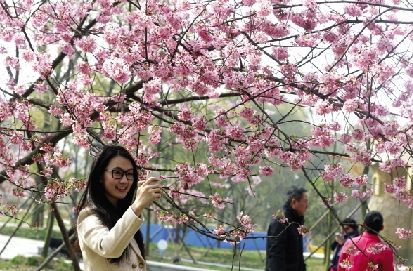 东湖樱花节12日开幕,打造三维赏花空间。本报记者 孙辰 摄