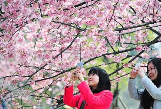 图为：昨日，东湖磨山景区樱花园里的早樱已经盛开 （记者万多摄）