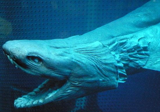 去年发现1451个海洋动物新种:巨型剧毒水母|海洋生物|巨型剧毒水母_科学