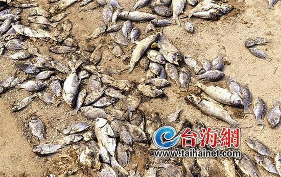 厦门九天湖现大片死鱼