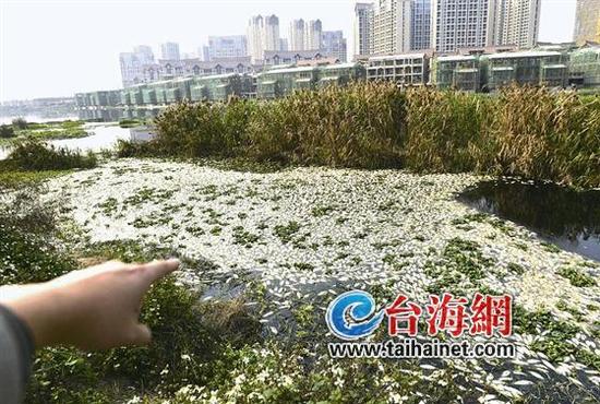 厦门九天湖现大片死鱼