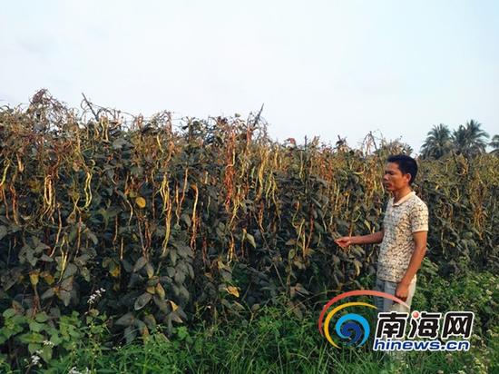 胡先生对豇豆出现的情况很伤心