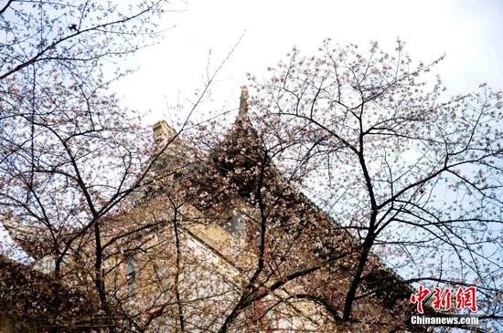 武大校园内的樱花。