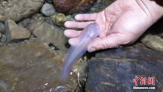 贵州遵义洞穴中发现14厘米长巨无霸蝌蚪