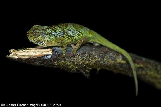 变色龙是自然界的伪装高手，能够改变体色，与周围环境融为一体。研究小组成员常瑞华教授指出：“研制出只需弯曲便可改变颜色的柔软变色龙型皮肤还是第一次。”