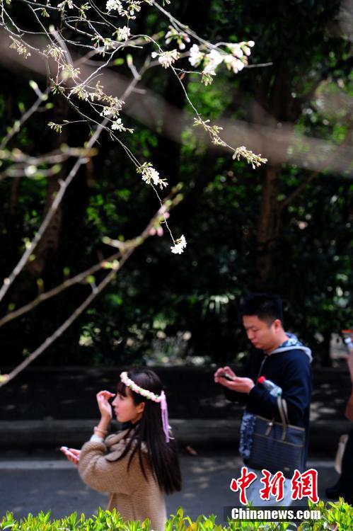 游客在武大赏樱。