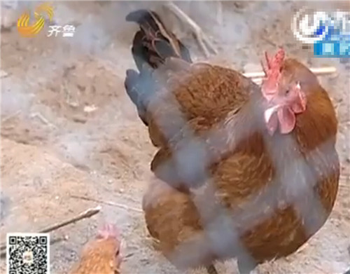 聊城一村民家中母鸡变异成公鸡 兼顾打鸣和下蛋