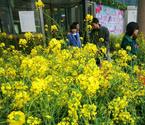 商場(chǎng)種油菜花吸引顧客