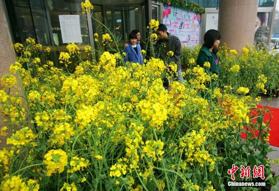 湖北一商场将油菜花种到门口吸引顾客