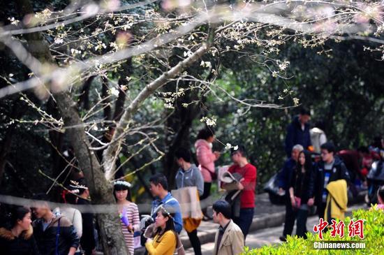 3月16日，三月樱花初放，不少游客趁着晴朗天气来到武大赏樱，其中不乏外地游客。
