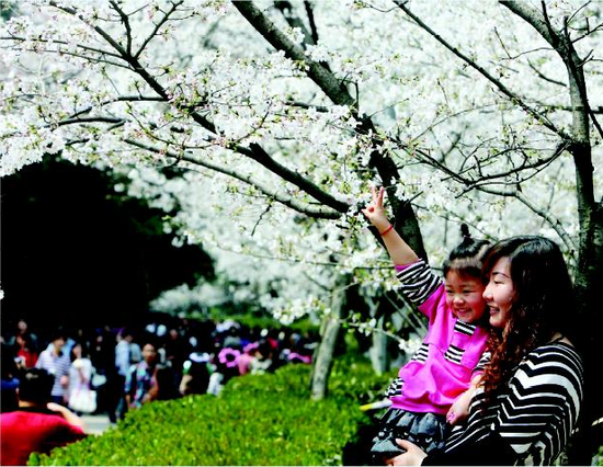 武汉大学樱花陆续开放 3月18日起开始收费(图