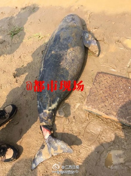 16日，鄱阳湖渔民在鄱阳县莲湖乡朱家村洋水洲发现一条体长140cm，胸径90cm的成年雌性江豚，江豚头部和尾鳍均有明显伤痕，而且极可能有孕在身！