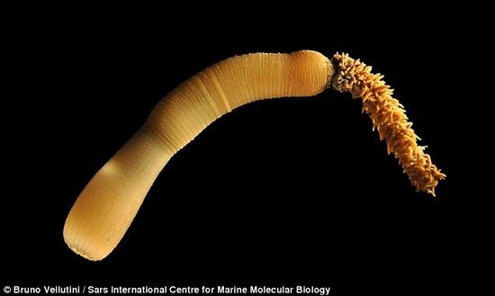 在之前进行的研究中，科学家们对阴茎蠕虫的肠道、胃部和肛门的进化过程中的基因表达进行了研究。