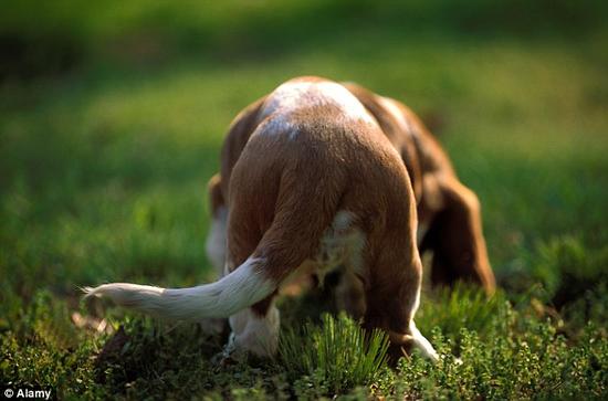 一组来自挪威的研究人员表示，他们发现了两组基因，可以让部分生物进化出功能完整的肛门，而其它没有这些基因的生物只有“暂时性的”肛门。