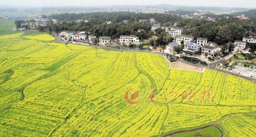 高空下俯瞰茶亭，满眼的金黄色花海将小镇装扮得美如画卷。长沙晚报记者 李锋 摄