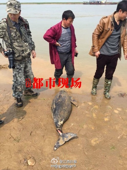 16日，鄱阳湖渔民在鄱阳县莲湖乡朱家村洋水洲发现一条体长140cm，胸径90cm的成年雌性江豚，江豚头部和尾鳍均有明显伤痕，而且极可能有孕在身！