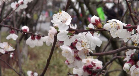 安徽池州杏花村游园赏花活动拉开帷幕