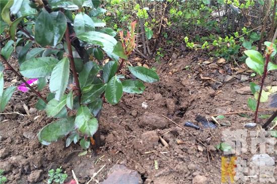 现在能种树苗 PURd-chmifpy0995427.jpg