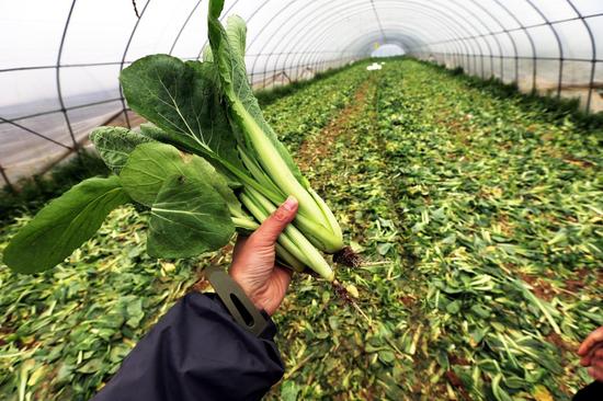 南阳有机蔬菜滞销愁坏菜农 茼蒿长到一米多