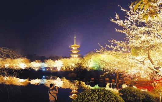 圖為：在絢麗彩燈的照射下，夜櫻花影倒映在湖中，美不勝收 （記者萬多攝）