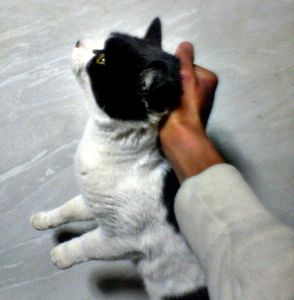 养猫的人都知道，用手从颈背处抓起猫的时候，猫会一动不动。
