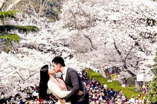 图为：浙大一对学生情侣昨日专程来汉赏樱，在武大樱花树下甜蜜一吻