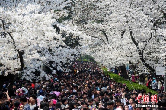 武大樱花盛开10万游客涌入