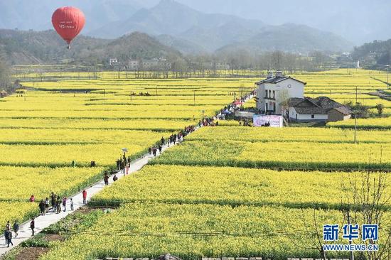 湖北宜昌：油菜花开迎客来