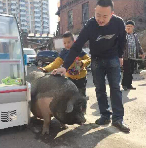 多少斤算大肥猪 -U86-chmifpy1302244.jpg