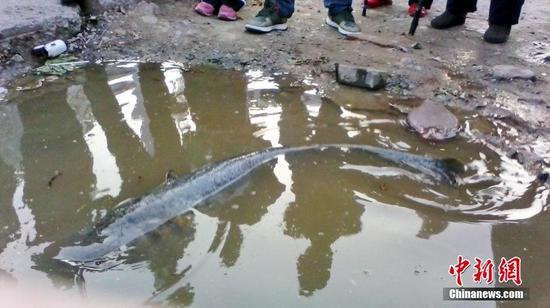 渔民钩起1.2米长37斤重江鲶 价值千元