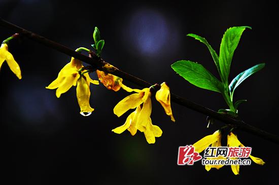 (雨刚过,花草上沾了晶莹的水珠。)
