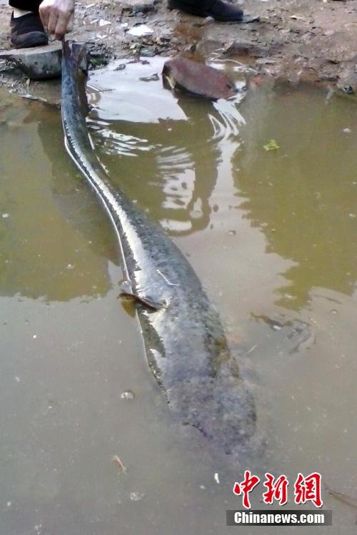 渔民钩起1.2米长37斤重江鲶 价值千元